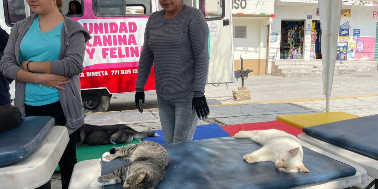 Concluyen exitosamente campañas de esterilización canina y felina en Tepeji del Río