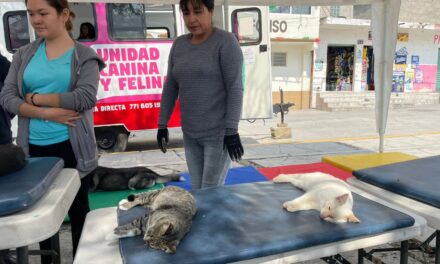 Concluyen exitosamente campañas de esterilización canina y felina en Tepeji del Río