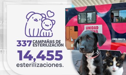 Durante esta administración, retomamos con éxito las campañas gratuitas de esterilización canina y felina, después de dos años de pausa.