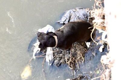 Rescatan a un canino en Tula de Allende