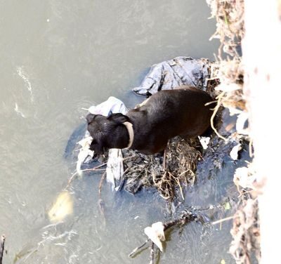 Rescatan a un canino en Tula de Allende