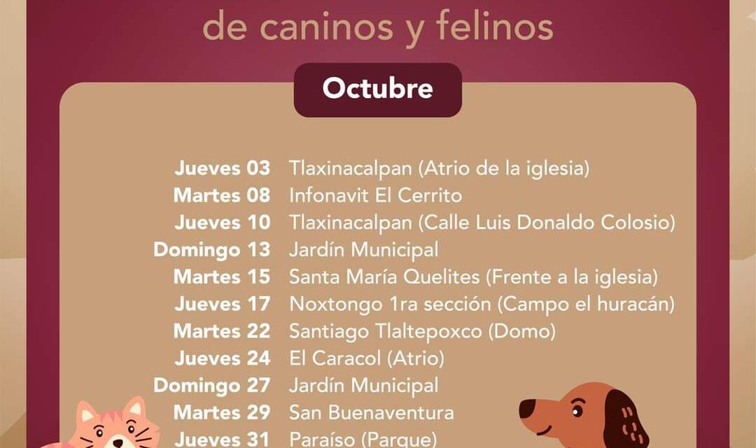 Campaña de Esterilización Gratuita en Tepeji del Río: ¡Cuida a tus Mascotas!