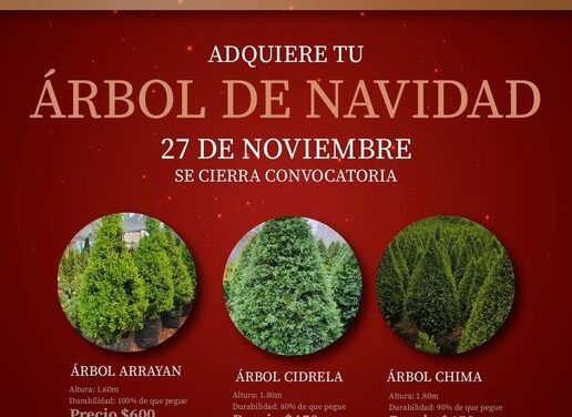 ¡Prepárate para la Navidad con un árbol natural!