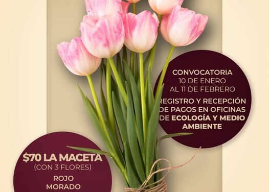 Adquiere tu maceta de tulipanes
