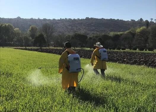 Gobierno de Tepeji apoya a campesinos de Tianguistengo