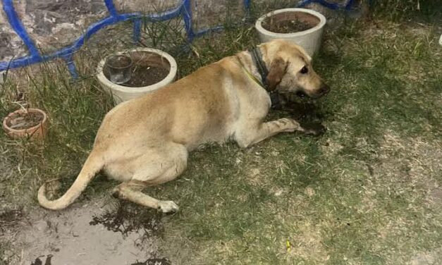 Alcaldía de #AtotonilcoDeTula dará seguimiento a denuncias de envenenamiento masivo de animales