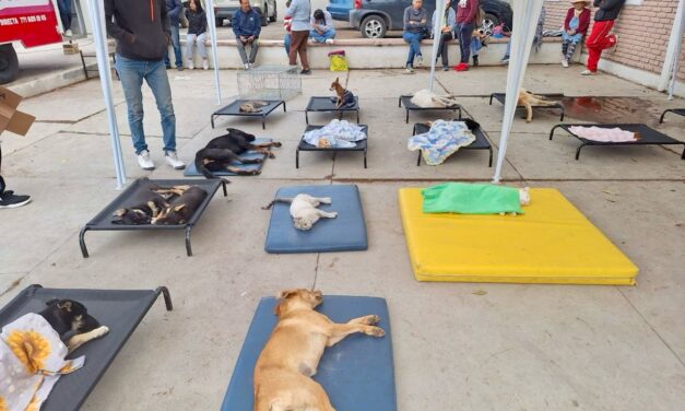 Tepeji del Río, refuerza el bienestar animal con campaña de esterilización gratuita