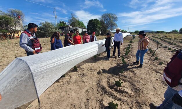 El Gobierno Municipal impulsa el desarrollo agropecuario en Melchor Ocampo