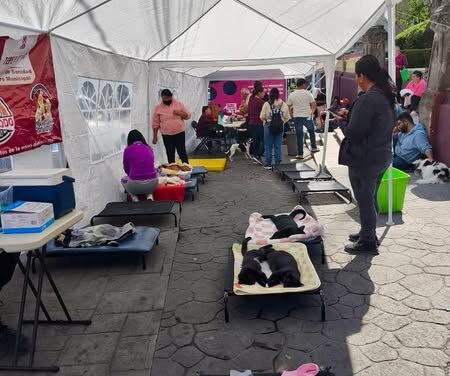Exitosa Jornada de Vacunación y Esterilización Gratuita en Tepeji