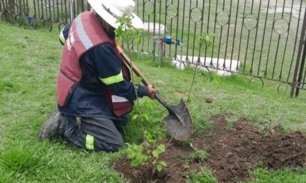 Tepeji del Río fortalece su compromiso ambiental con jornadas de reforestación en el Parque El Colibrí.