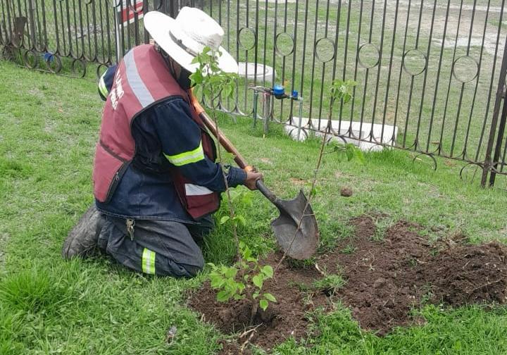 Tepeji del Río fortalece su compromiso ambiental con jornadas de reforestación en el Parque El Colibrí.