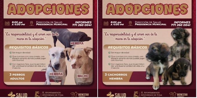 Ven y adopta un amigo peludo en Atotonilco de Tula