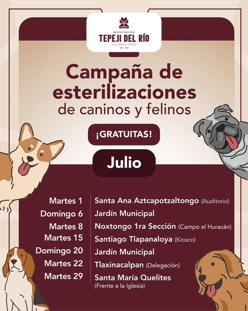 Conoce el programa de Esterilización Felina y Canina gratuita en Tepeji del Río
