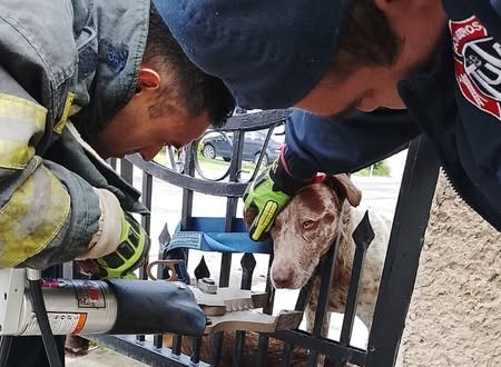 Rescatan a canino atorado en una reja en Tula de Allende