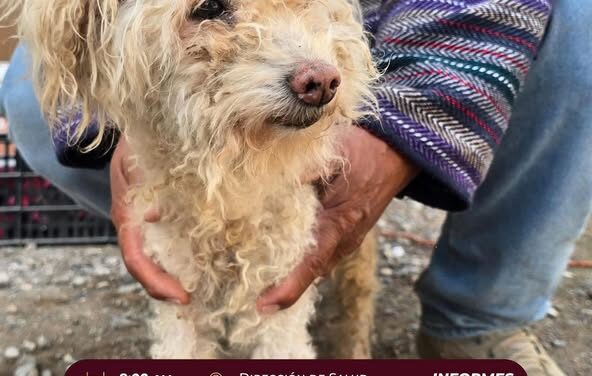 El Gobierno Municipal de Atotonilco de Tula te invita a adoptar y brindarle un hogar lleno de amor a los perritos y gatitos que esperan por ti.