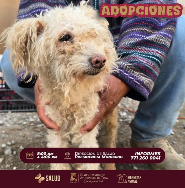 El Gobierno Municipal de Atotonilco de Tula te invita a adoptar y brindarle un hogar lleno de amor a los perritos y gatitos que esperan por ti.