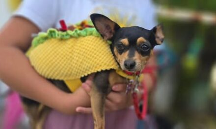 En #AtotonilcoDeTula se llevó a cabo con gran éxito la caminata canina “𝗛𝘂𝗲𝗹𝗹𝗮𝘀 𝗲𝗻 𝗠𝗼𝘃𝗶𝗺𝗶𝗲𝗻𝘁𝗼”