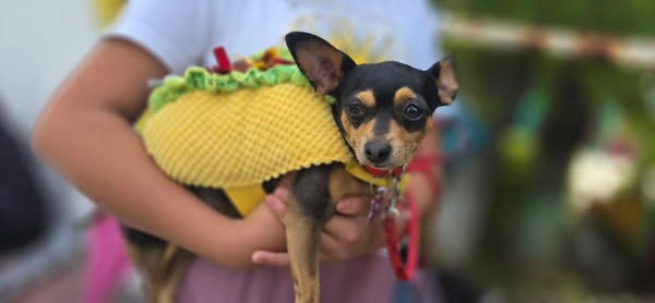 En #AtotonilcoDeTula se llevó a cabo con gran éxito la caminata canina “𝗛𝘂𝗲𝗹𝗹𝗮𝘀 𝗲𝗻 𝗠𝗼𝘃𝗶𝗺𝗶𝗲𝗻𝘁𝗼”