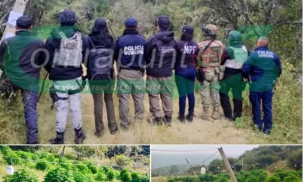 Durante cateo localizan plantío de marihuana