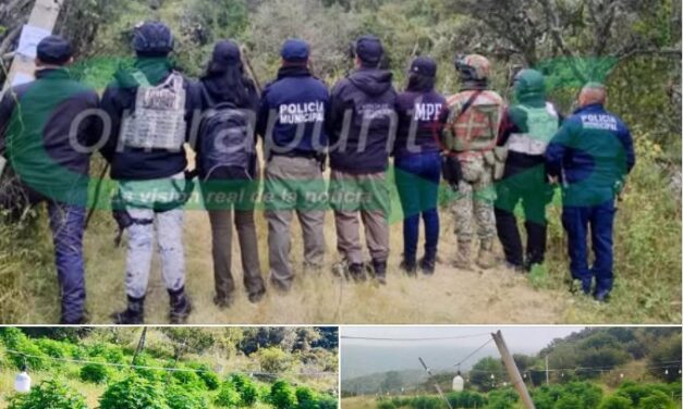 Durante cateo localizan plantío de marihuana