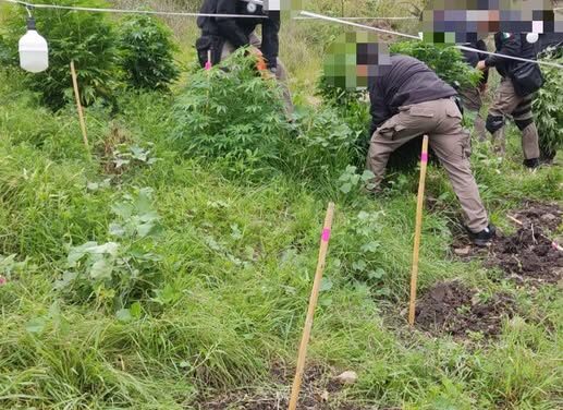EN CATEO, FGR ASEGURA UN PLANTÍO DE MARIHUANA EN EL MUNICIPIO DE TEPEJI DEL RÍO