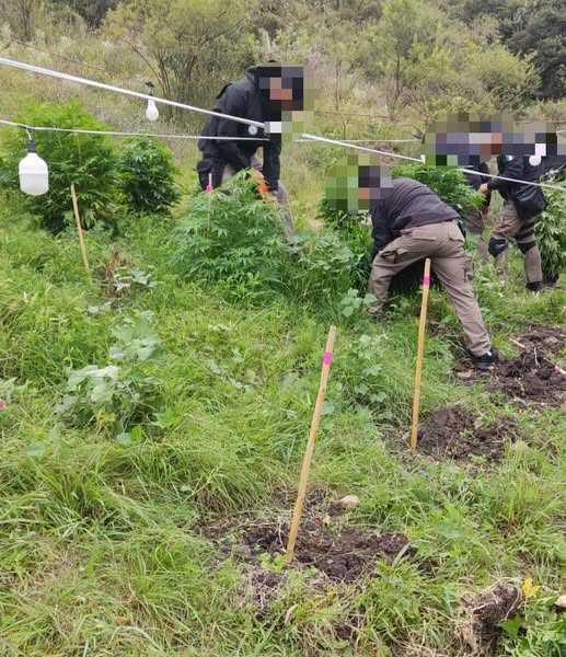 EN CATEO, FGR ASEGURA UN PLANTÍO DE MARIHUANA EN EL MUNICIPIO DE TEPEJI DEL RÍO