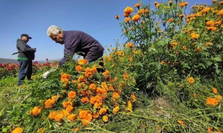 Ofrecen flor de cempasúchil a bajo costo en Tula de Allende