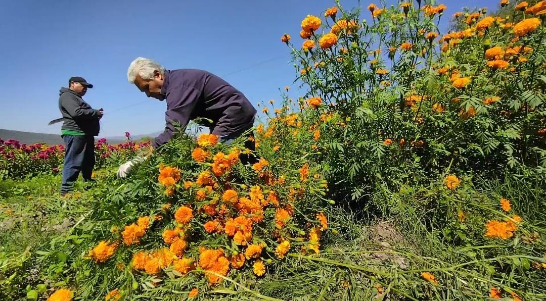 Ofrecen flor de cempasúchil a bajo costo en Tula de Allende