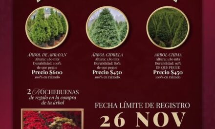 Adquiere tu árbol de navidad a bajo costo en Atotonilco de Tula