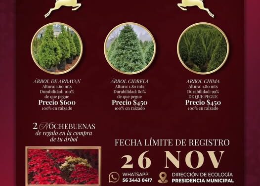 Adquiere tu árbol de navidad a bajo costo en Atotonilco de Tula