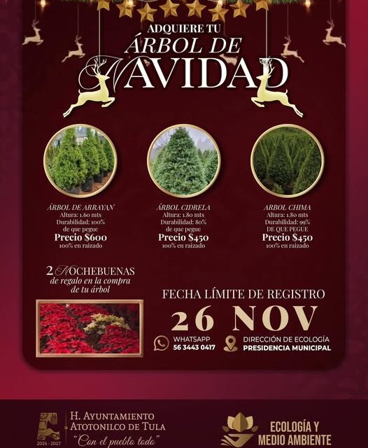 Adquiere tu árbol de navidad a bajo costo en Atotonilco de Tula