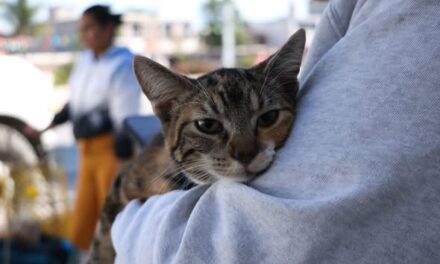 Tula e ITLA fortalecen acciones de bienestar animal con jornada de esterilizaciones y vacunación antirrábica