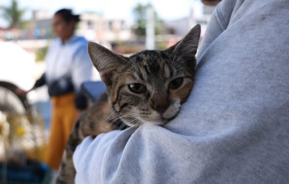 Tula e ITLA fortalecen acciones de bienestar animal con jornada de esterilizaciones y vacunación antirrábica