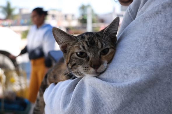 Tula e ITLA fortalecen acciones de bienestar animal con jornada de esterilizaciones y vacunación antirrábica