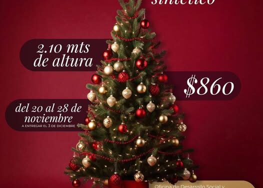 Ya puedes adquirir tu árbol navideño en Atotonilco de Tula
