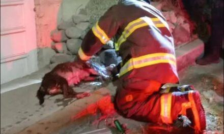Bomberos de Tula rescatan a 9 caninos durante incendio