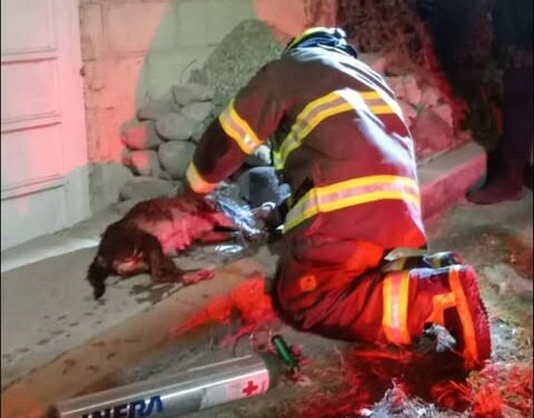 Bomberos de Tula rescatan a 9 caninos durante incendio
