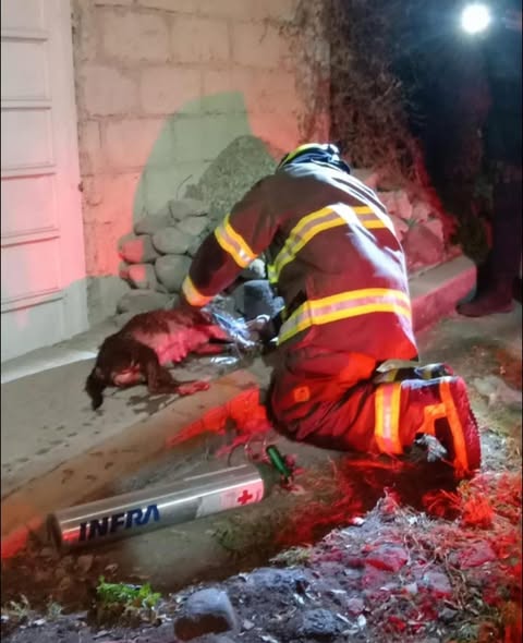 Bomberos de Tula rescatan a 9 caninos durante incendio