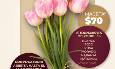 Aún puedes adquirir Tulipán Holandés a bajo costo en Atotonilco De Tula