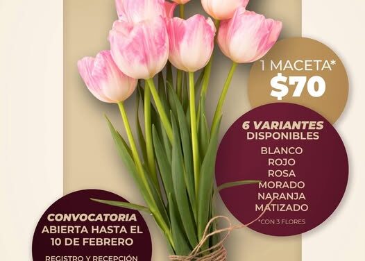 Aún puedes adquirir Tulipán Holandés a bajo costo en Atotonilco De Tula