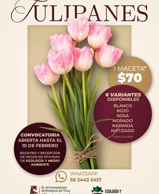 Aún puedes adquirir Tulipán Holandés a bajo costo en Atotonilco De Tula