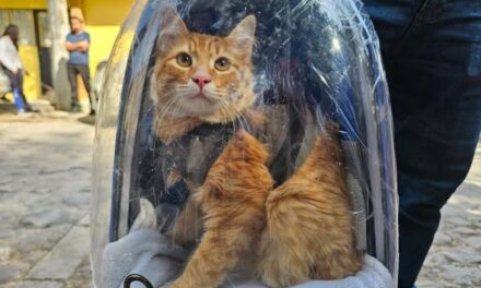 Inician Jornadas de Esterilización Canina y Felina Gratuitas 2026 en Tepeji