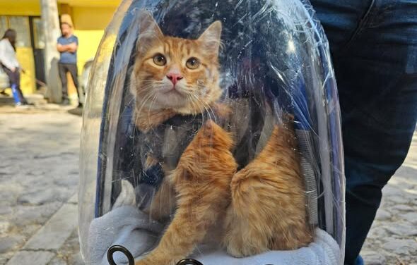 Inician Jornadas de Esterilización Canina y Felina Gratuitas 2026 en Tepeji