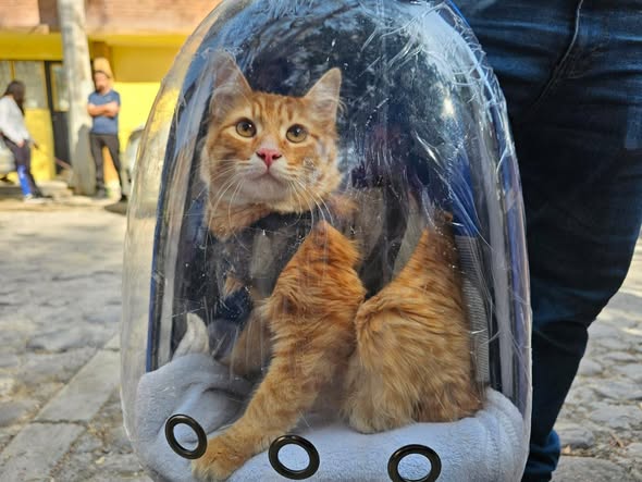 Inician Jornadas de Esterilización Canina y Felina Gratuitas 2026 en Tepeji