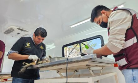 Continúan campañas de esterilización canina y felina gratuitas en Tepeji del Río