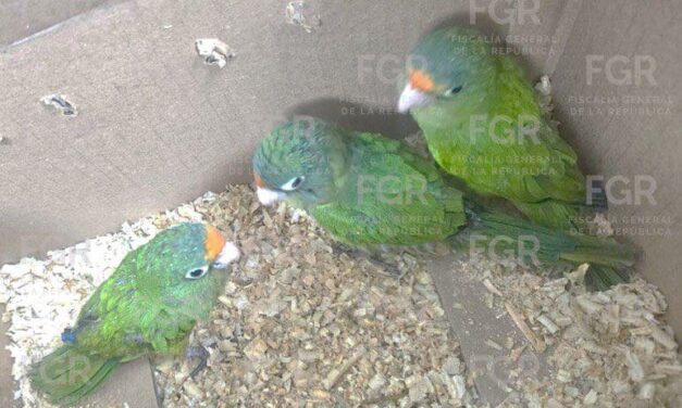 FGR OBTIENE VINCULACIÓN A PROCESO CONTRA DOS PERSONAS POR EL DELITO DE POSESIÓN DE ESPECIES PROTEGIDAS