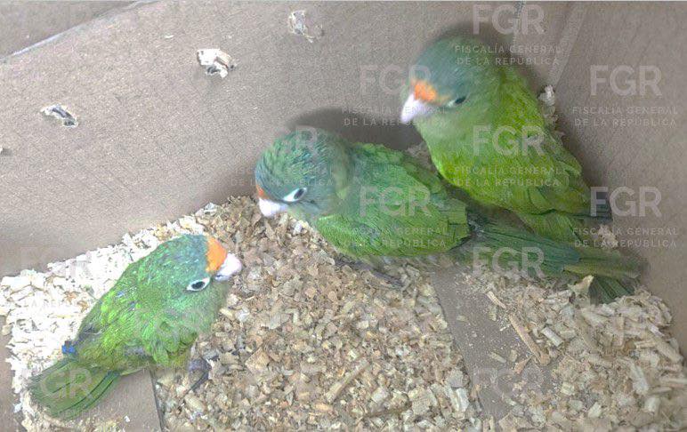 FGR OBTIENE VINCULACIÓN A PROCESO CONTRA DOS PERSONAS POR EL DELITO DE POSESIÓN DE ESPECIES PROTEGIDAS