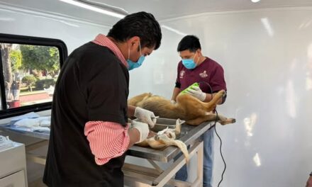 Más de 90 esterilizaciones felinas y caninas durante la última jornada realizada en Tepeji