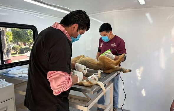 Más de 90 esterilizaciones felinas y caninas durante la última jornada realizada en Tepeji