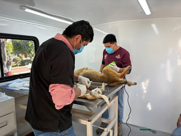 Más de 90 esterilizaciones felinas y caninas durante la última jornada realizada en Tepeji